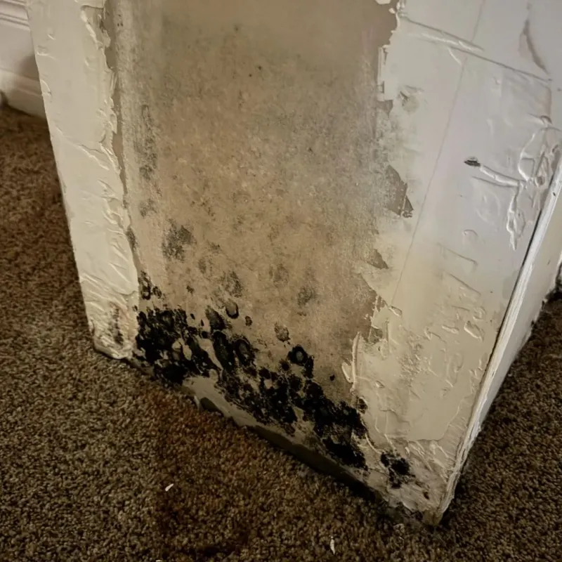 Professional Mold Removal in Rock Creek, AL